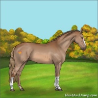 Horse Color:Chestnut 