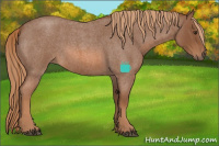 Horse Color:Red Roan
