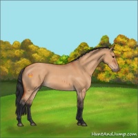 Horse Color:Bay Roan Dun 