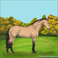 Horse Color:Bay Dun 