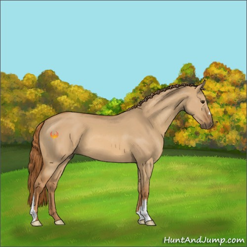 Horse Color:Red Dun