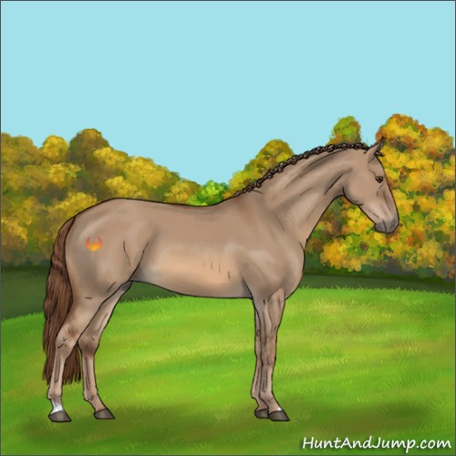 Horse Color:Red Dun