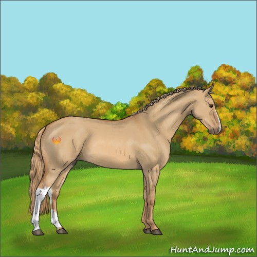Horse Color:Red Dun