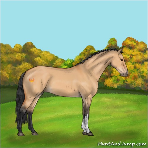Horse Color:Bay Dun