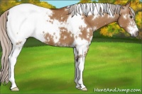 Horse Color:Gray White Spotted Silver Bay Dun Sabino Appaloosa