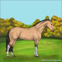 Horse Color:Bay Dun 