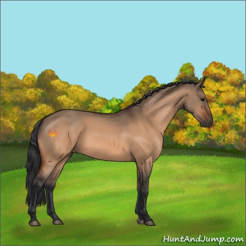 Horse Color:Bay Dun
