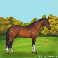 Horse Color:Bay Tobiano Rabicano 