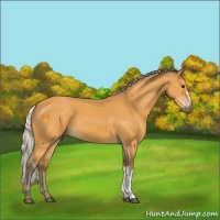 Horse Color:Silver Buckskin 