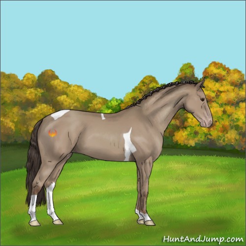 Horse Color:Classic Champagne Tobiano