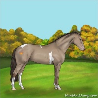 Horse Color:Classic Champagne Tobiano 