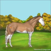 Horse Color:Red Roan Splash 