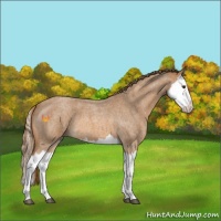 Horse Color:Red Roan Splash 
