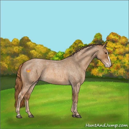 Horse Color:Red Roan Splash