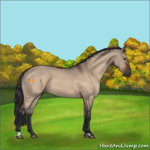 Horse Color:Brown Dun 