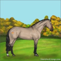 Horse Color:Brown Dun 