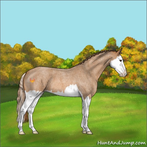 Horse Color:Red Roan Splash
