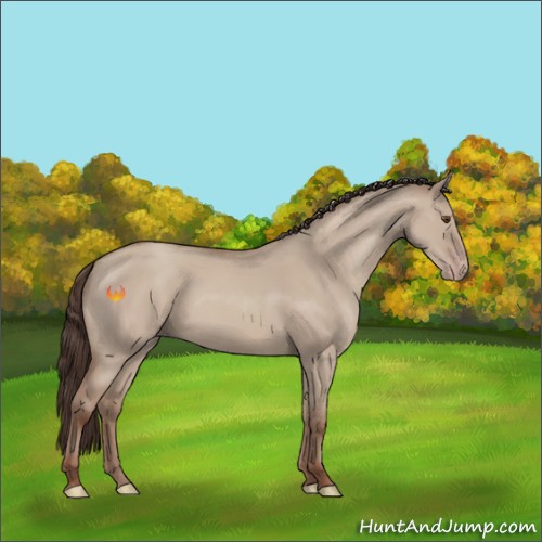 Horse Color:Classic Champagne Dun 