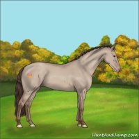 Horse Color:Classic Champagne Dun 