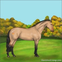 Horse Color:Bay Roan Dun 
