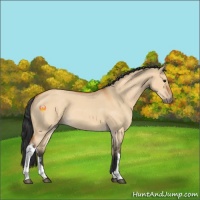 Horse Color:Bay Roan Dun 
