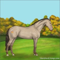 Horse Color:Classic Champagne Dun 