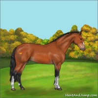 Horse Color:Bay 