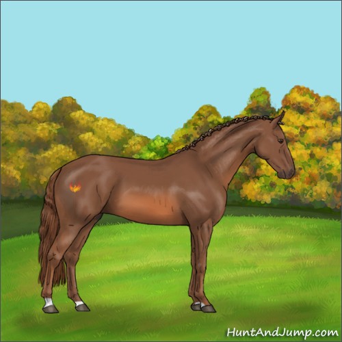 Horse Color:Chestnut 