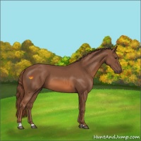 Horse Color:Chestnut 