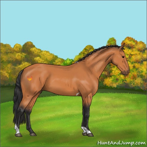 Horse Color:Bay Tobiano 