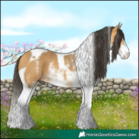 Horse Color:White Spotted Buckskin Tobiano