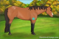 Horse Color:Bay Appaloosa