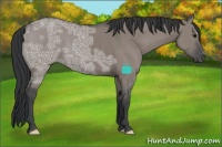Horse Color:Grullo Ice 