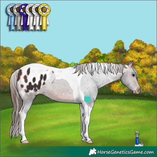 Horse Color:Bay Tobiano Appaloosa 
