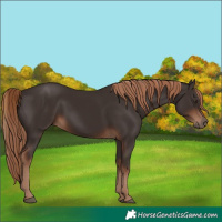 Horse Color:Liver Chestnut 