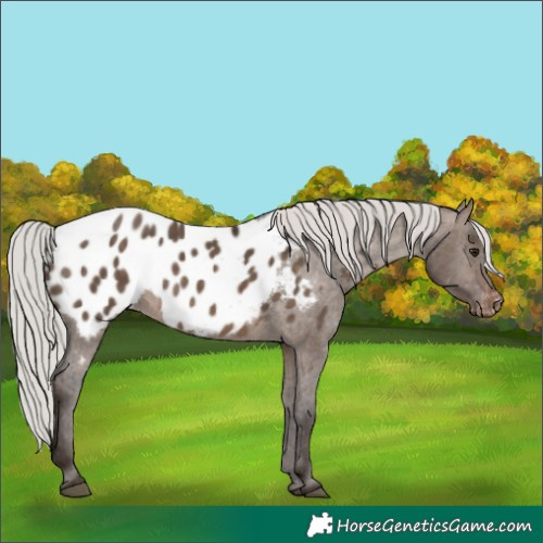 Horse Color:Silver Brown Dun Appaloosa 