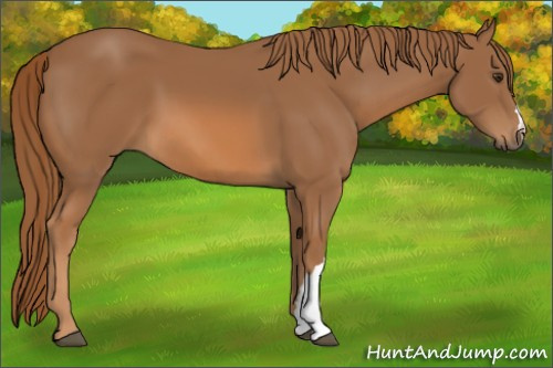 Horse Color:Chestnut 