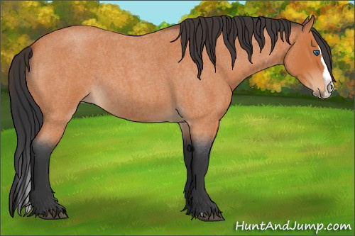 Horse Color:Bay Roan Splash 