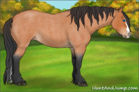 Horse Color:Bay Roan Splash 
