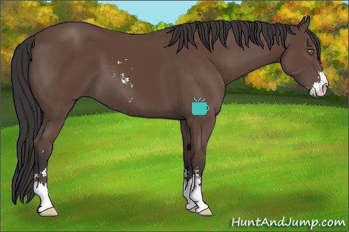 Horse Color:Bay Sabino 