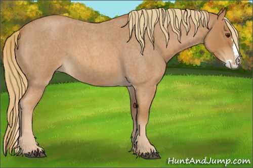 Horse Color:Red Roan Splash 