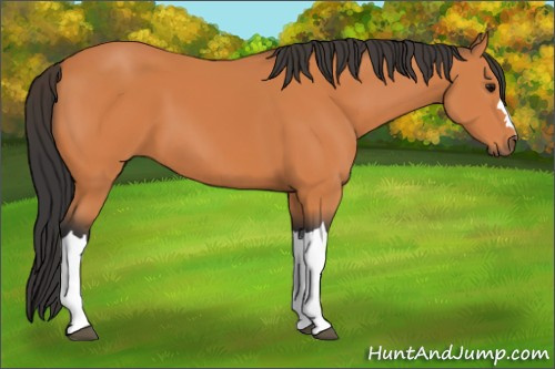 Horse Color:Bay 