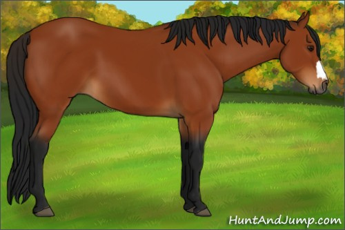 Horse Color:Gray Bay 