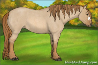 Horse Color:Red Dun Roan 