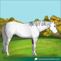 Horse Color:Gray Black Sabino 
