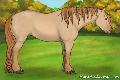 Horse Color:Red Dun 