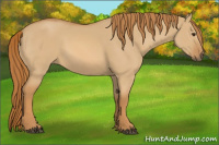 Horse Color:Red Dun 