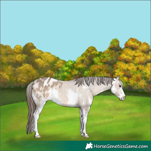 Horse Color:Brown Dun Sabino Appaloosa 