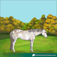 Horse Color:Brown Dun Sabino Appaloosa 