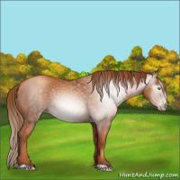 Horse Color:Gray Gold Champagne